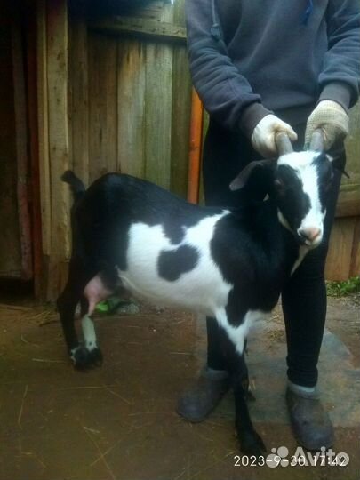 Продам коз