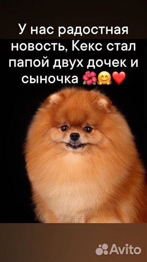 Померанский шпиц