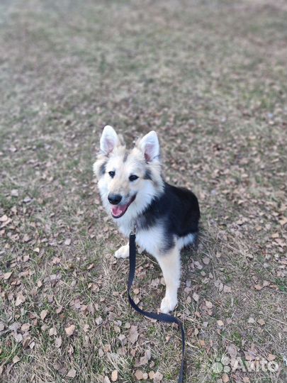 Спасите из приюта