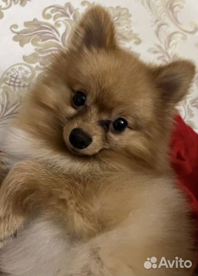 Немецкий шпиц/вязка