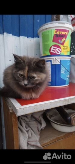 Кошка