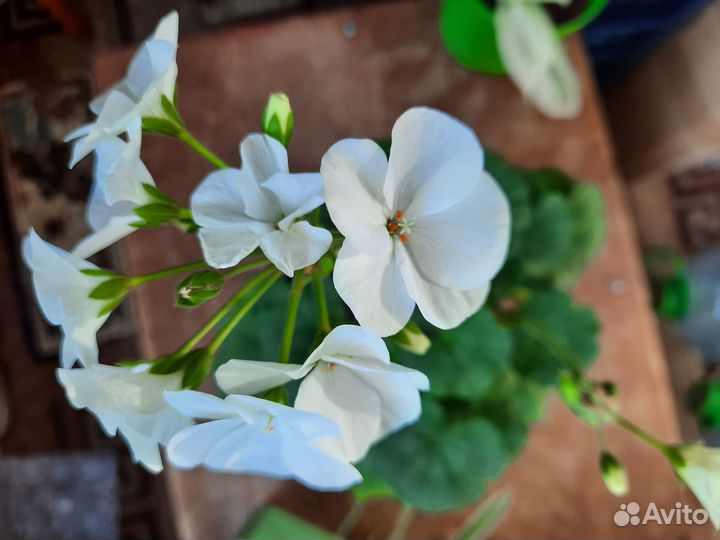 Герань пеларгония белая, пеларгония герань красная