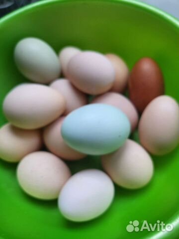 Яйцо куриное инкубационное