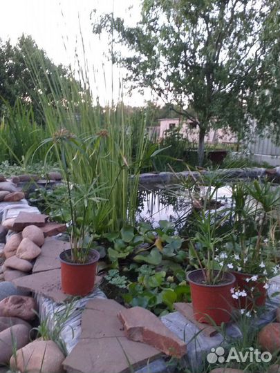 Растения для пруда