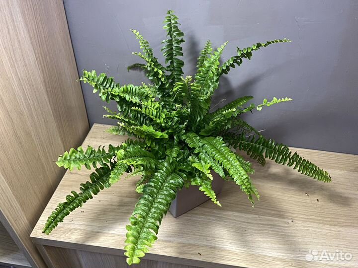 Папоротник домашний пышный