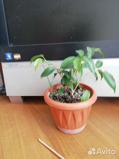 Фикус бенджамина