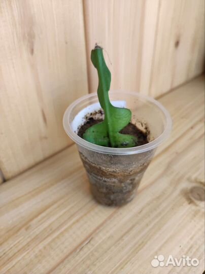 Эпифиллум рыбья кость