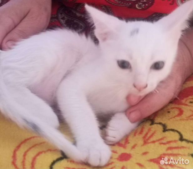 Котенок девочка