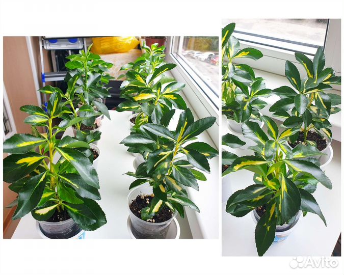 Растение Бересклет японский комнатный, цветы