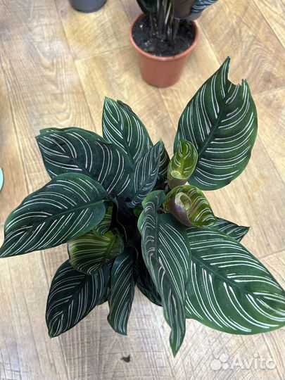 Калатеи разных сортов