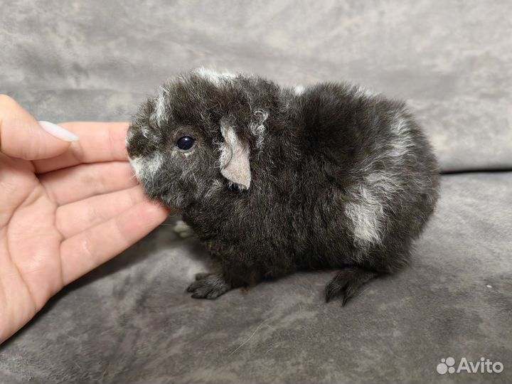 Морские свинки американский тедди девочки