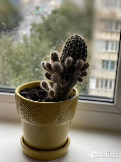 Кактусы и суккуленты