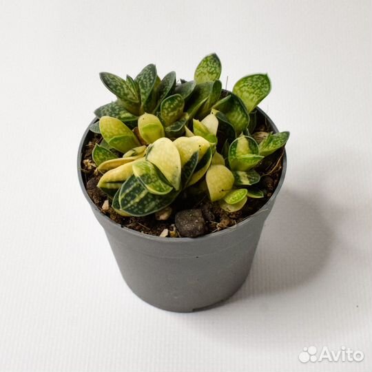 Гастерия бородавчатая Вариегата D-7