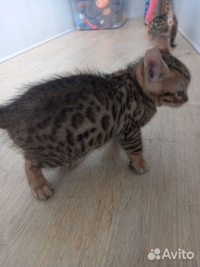 Бенгальские котята