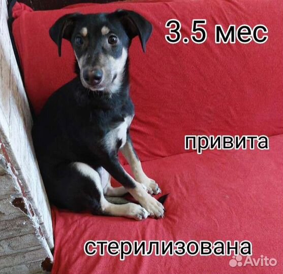 Щенки собачки