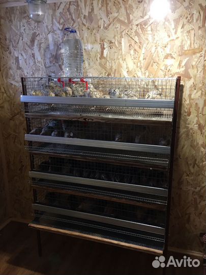 Перепела продажа