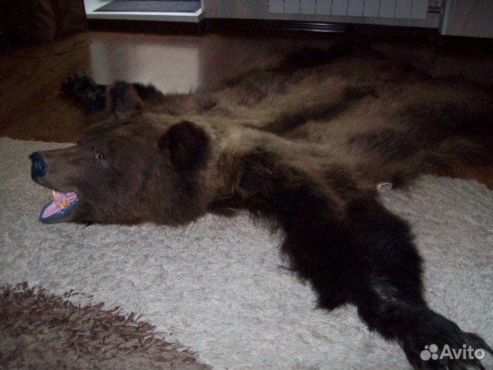 Изготовление чучел зверей и птиц реставрация