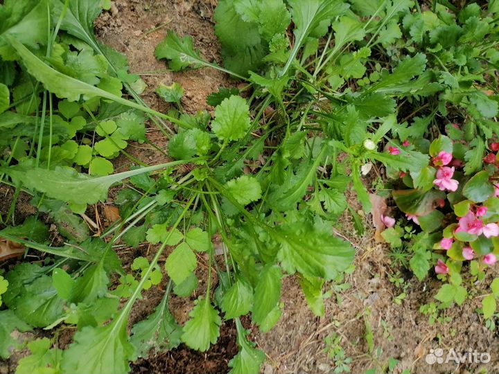 Ромашка садовая