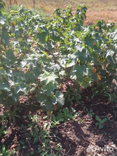 Черная смородина