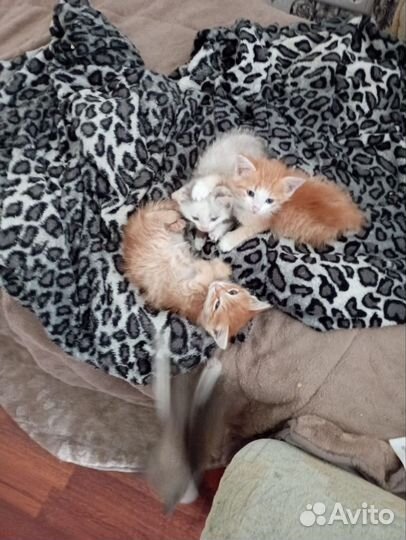 Отдам котят в добрые руки