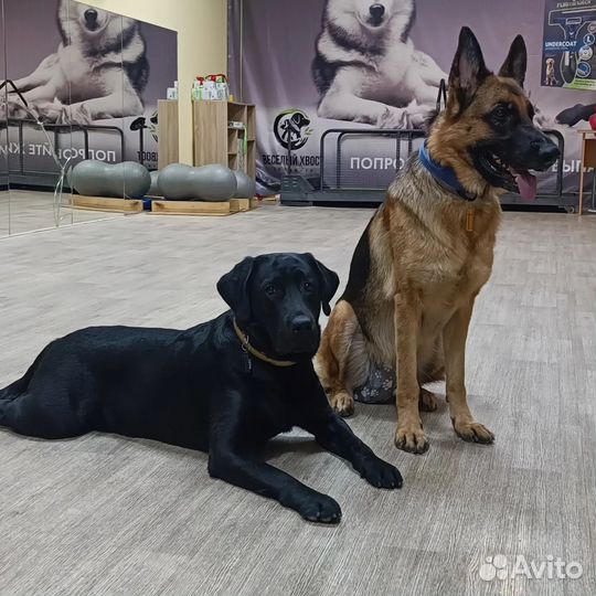 Передержка, выгул, дрессировка