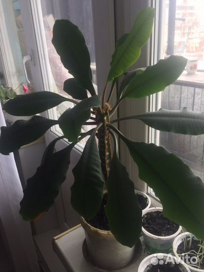 Комнатные цветы пальма