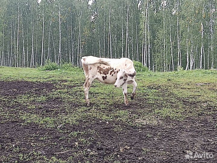 Телка 1.5 года