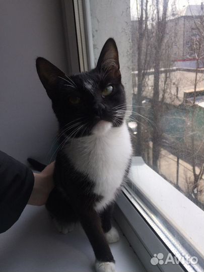 Молодая кошечка