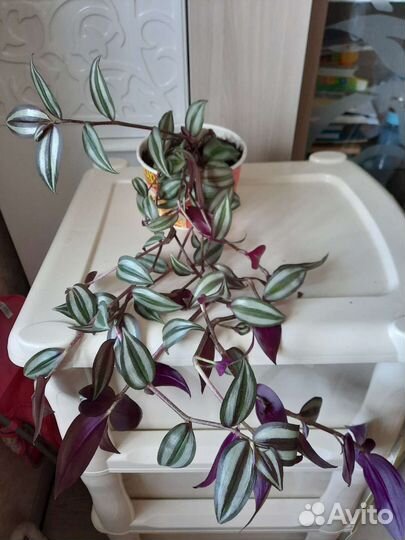 Традесканция Зебрина