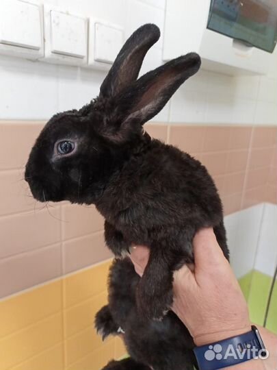 Кролик карликовый 