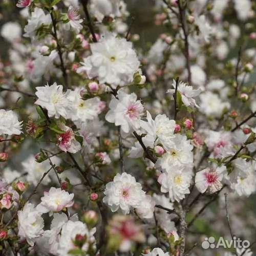 Сакура мини