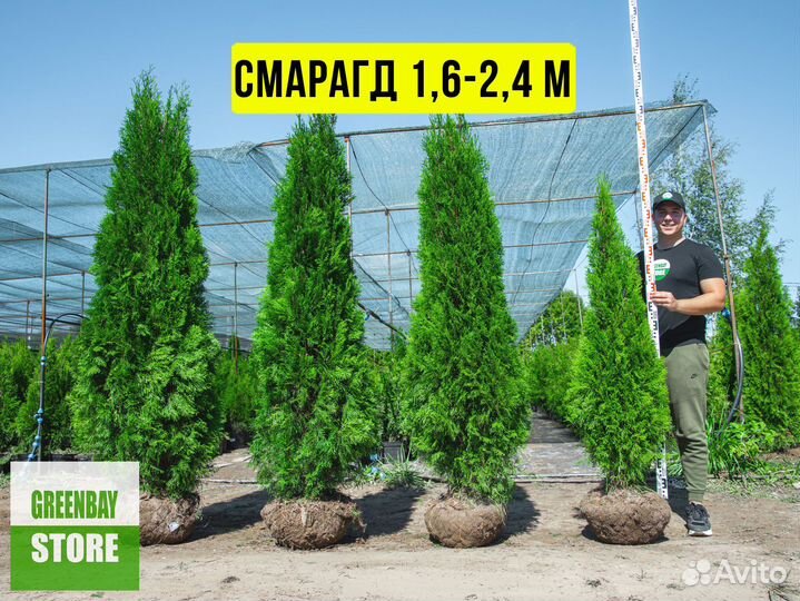 Туя, туи Смарагд, Брабант, Колумна 0,8-3м