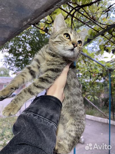 Котята бесплатно