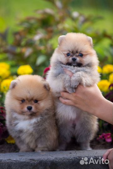 Померанский шпиц