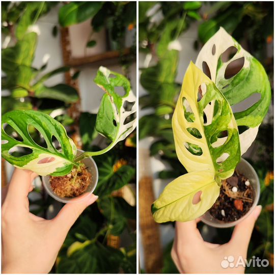 Домашние растения