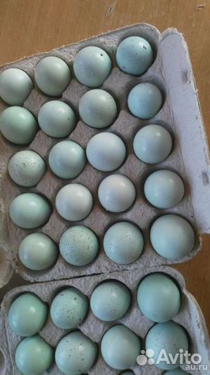 Яйцо перепелиное, инкубационное