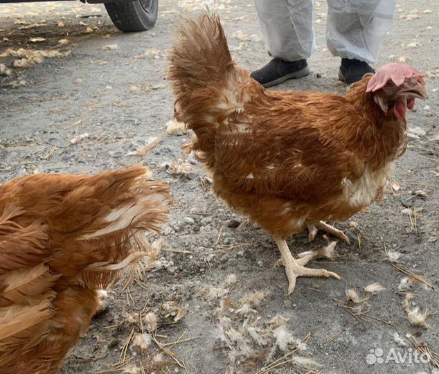 Куры от 50штук