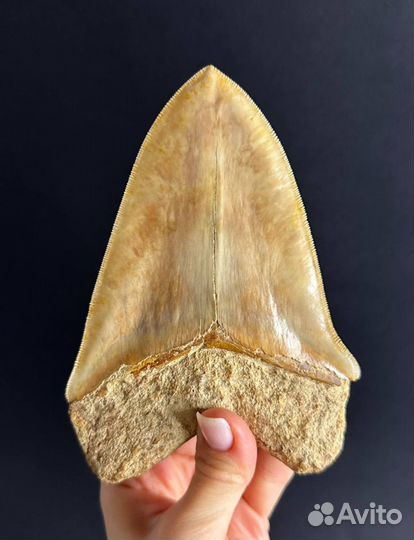 Зуб Мегалодона 14.28 см с сертификатом подлинности