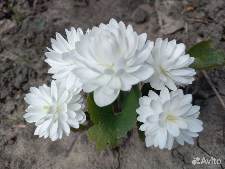 Сангвинария махровая