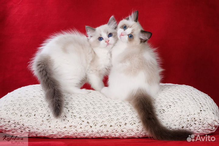 Котята рэгдолл