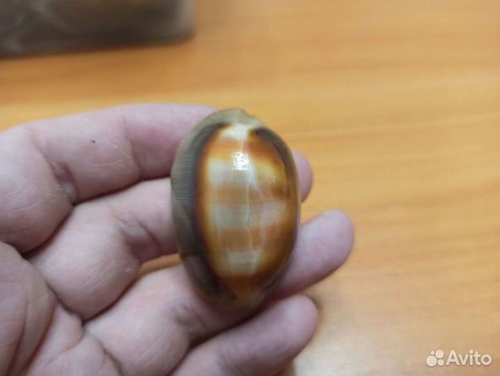 Морская раковина