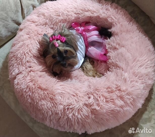 Передержка домашних животных