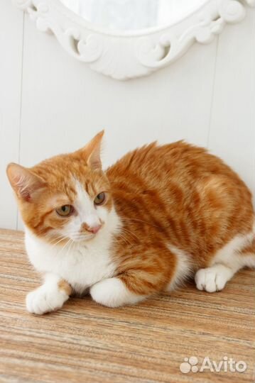 Молодой котик