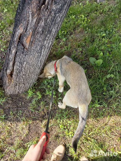Выгул, зооняня, уход, присмотр