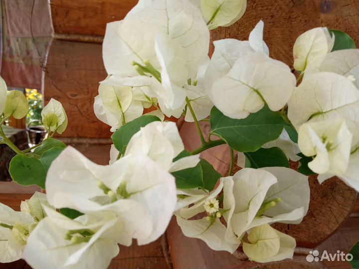 Бугенвиллия