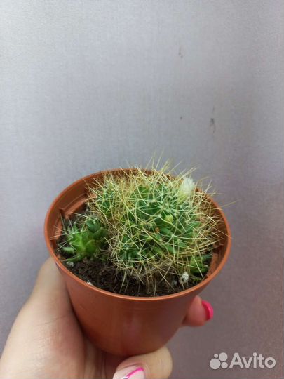 Кактус цветущий