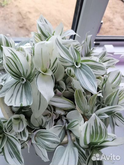 Традесканция альбовитата