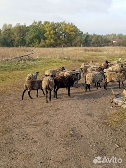 Животные,мясо, романовские овцы, баранина