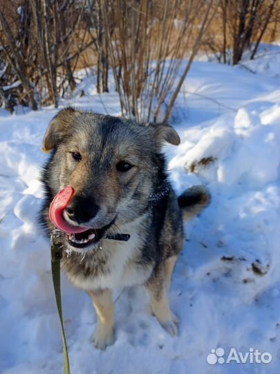 Отдам в добрые руки