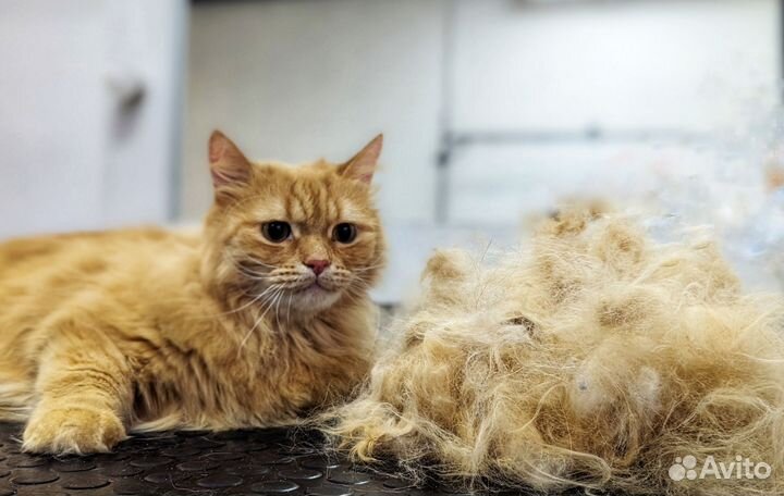 Груминг собак и кошек